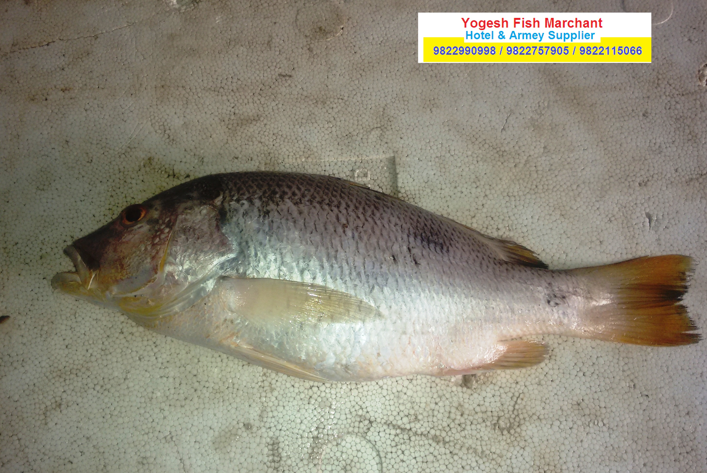 yogesh fish marchant